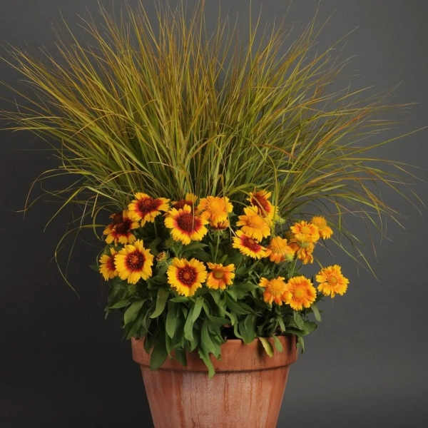 Gailardia Mesa™ Peach – kompozycja